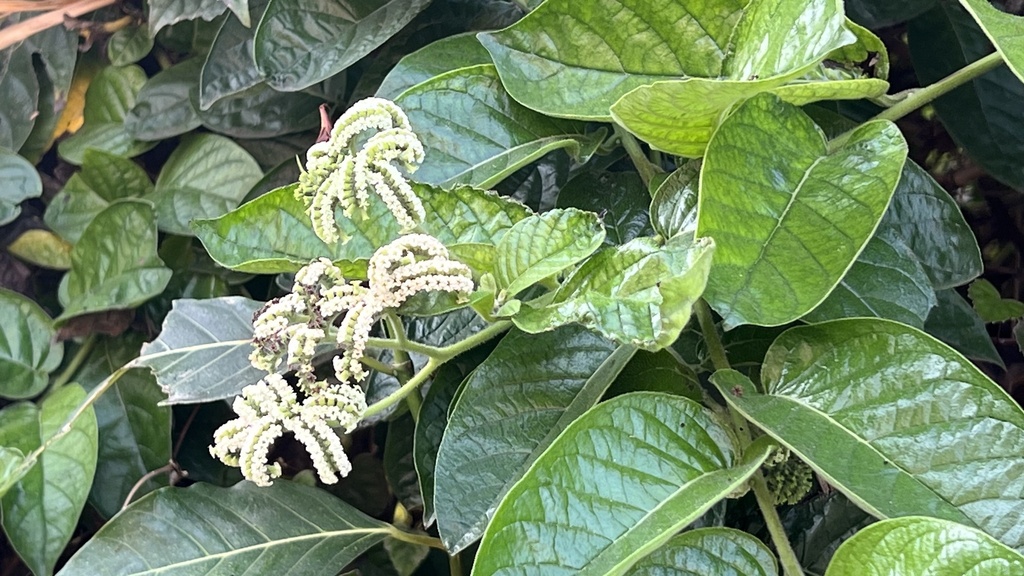 Photographie de Heliotrope mexicain
