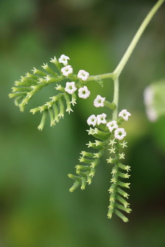Photographie de Heliotrope mexicain