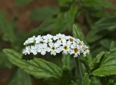 Photographie de Heliotrope mexicain