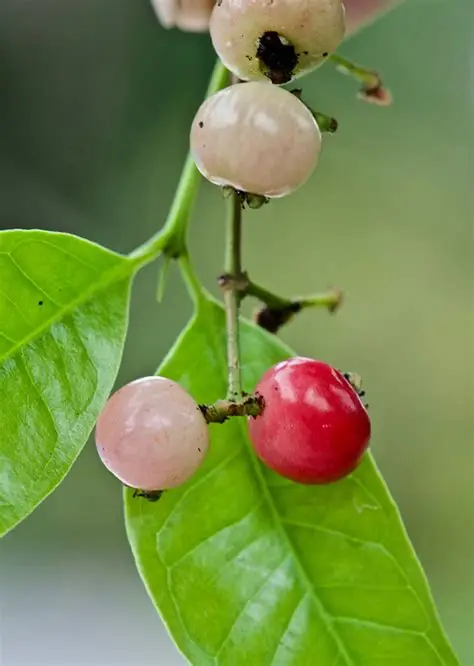 Photographie de Laurier d’Indonésie