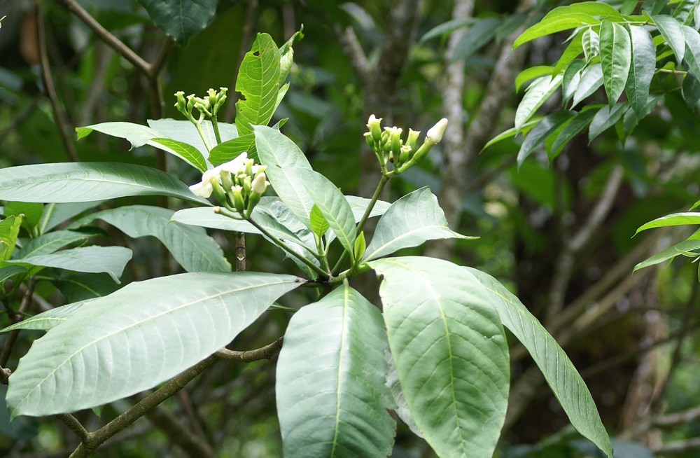 Photographie de Voacanga