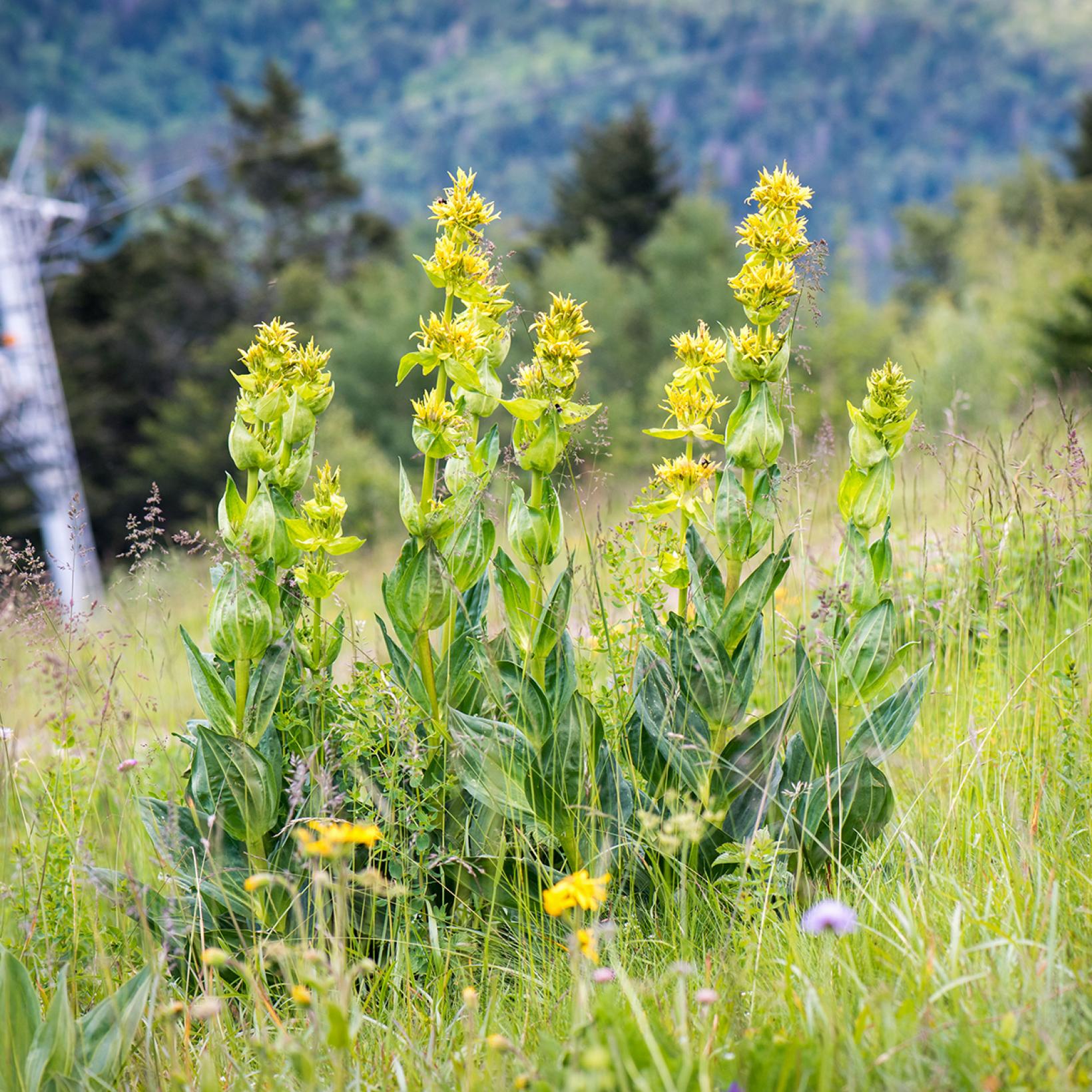 Photographie de Gentiane jaune