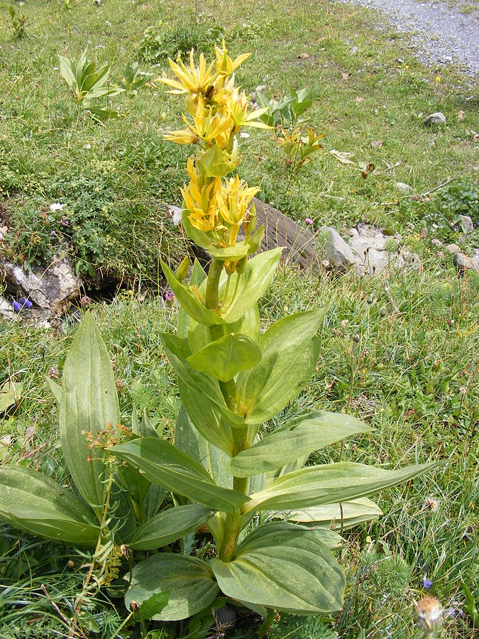 Photographie de Gentiane jaune