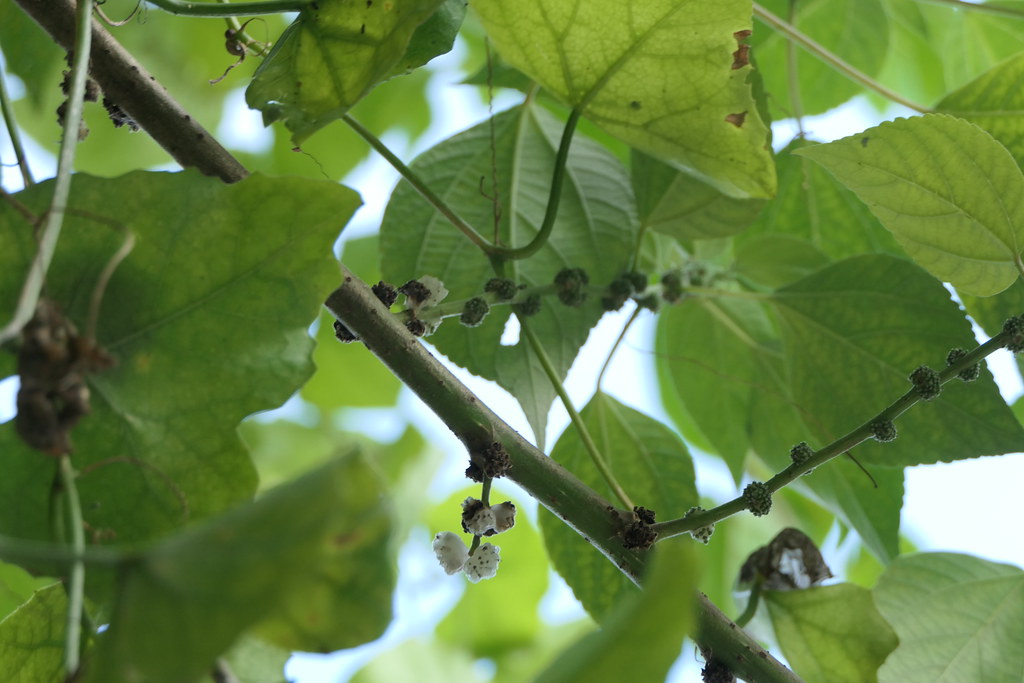 Photographie de Pipturus