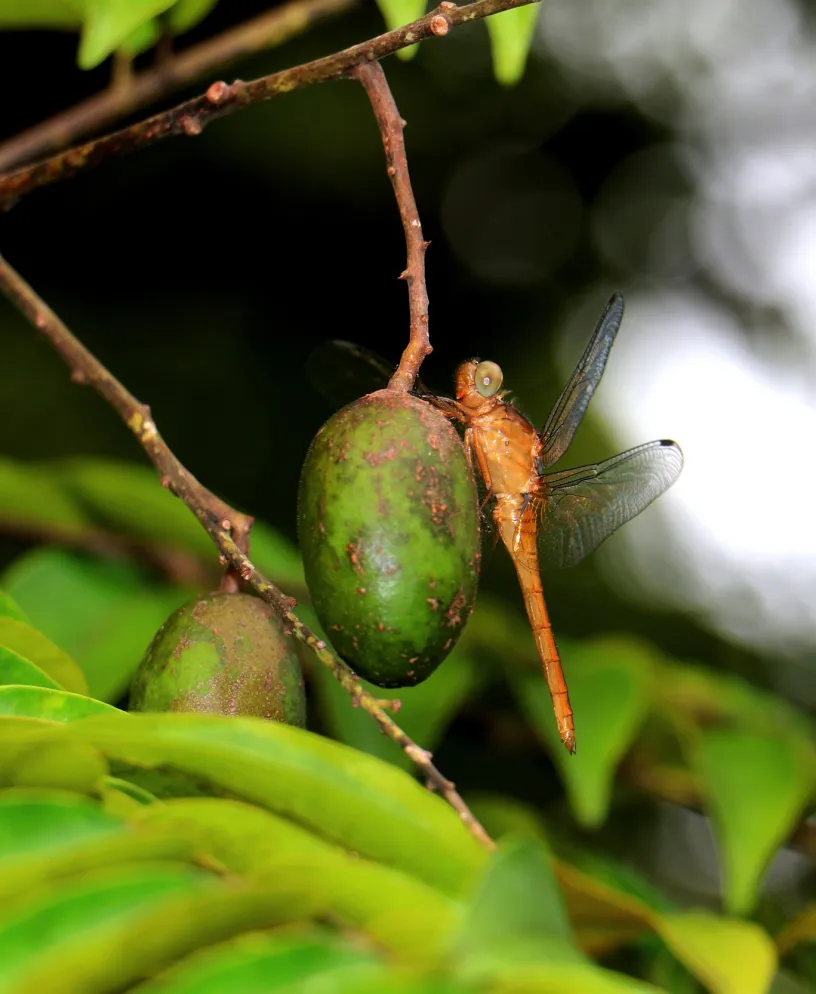 Photographie de Amugis