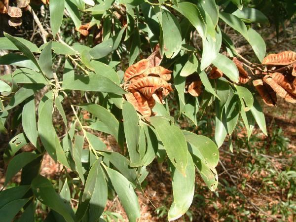 Photographie de Acacia aulacocarpe