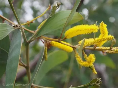 Photographie de Acacia aulacocarpe