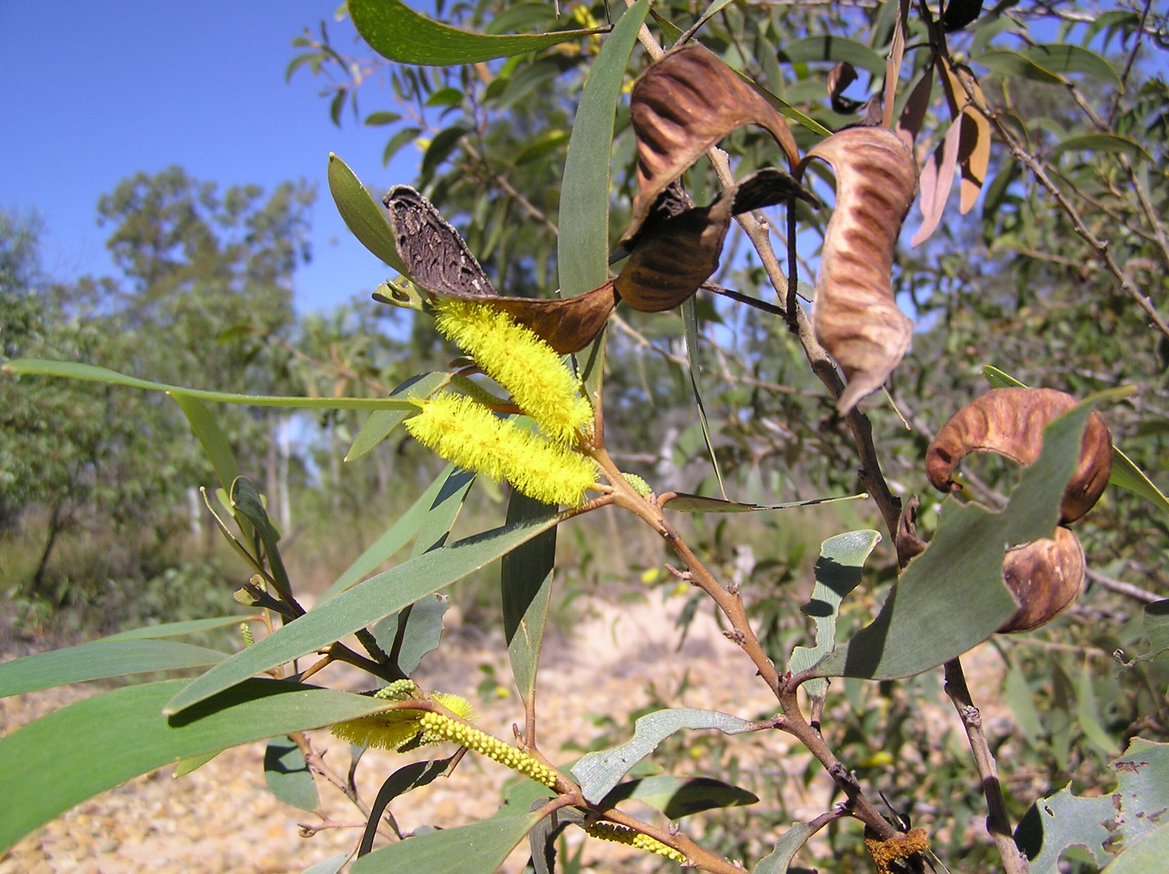 Photographie de Acacia aulacocarpe
