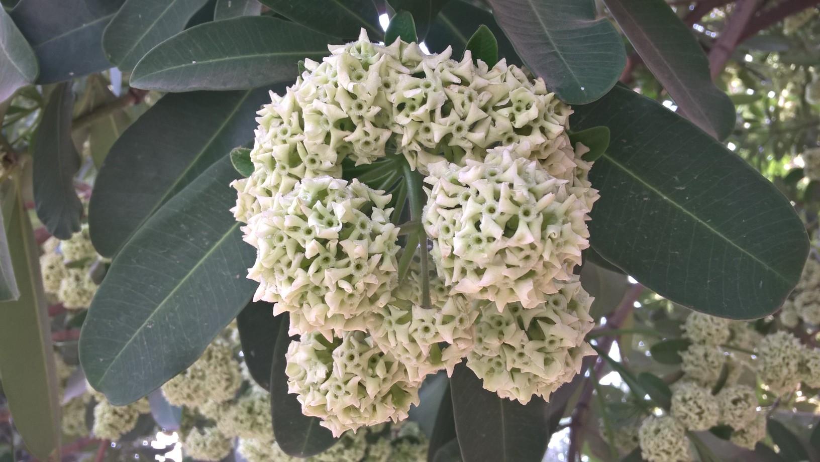 Photographie de Quinquina d' Inde