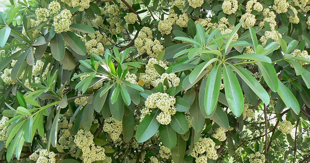 Photographie de Quinquina d' Inde