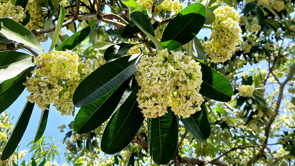 Photographie de Quinquina d' Inde