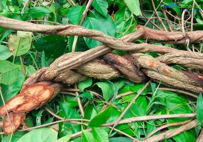 Photographie de Ayahuasca