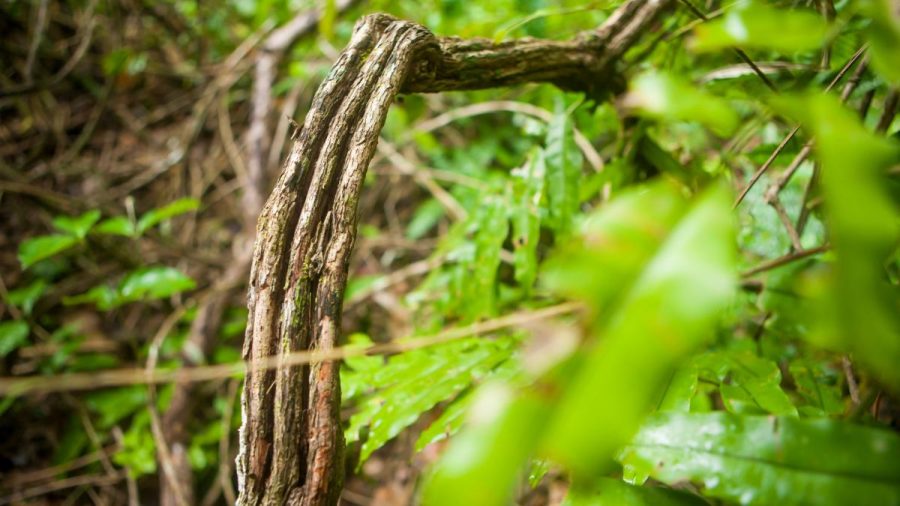 Photographie de Ayahuasca