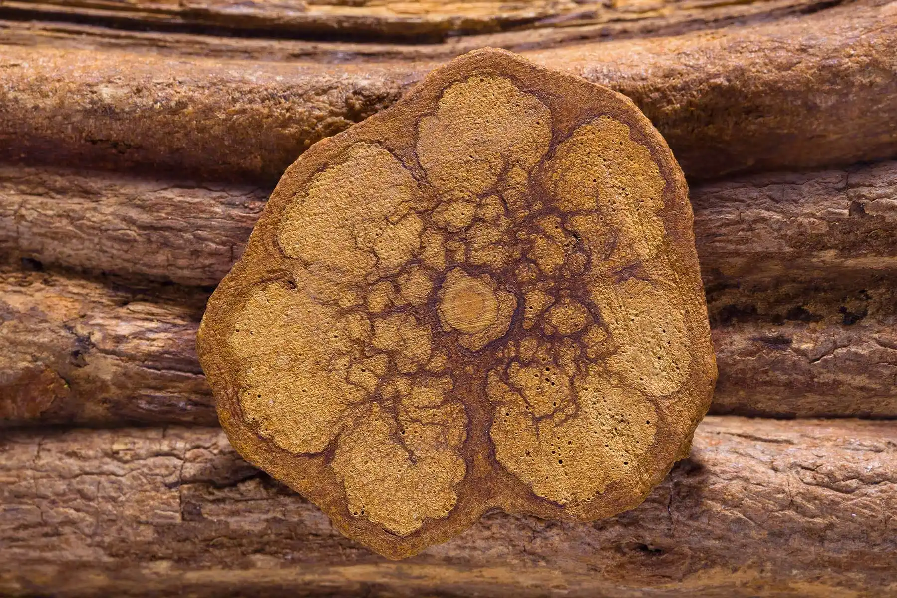Photographie de Ayahuasca