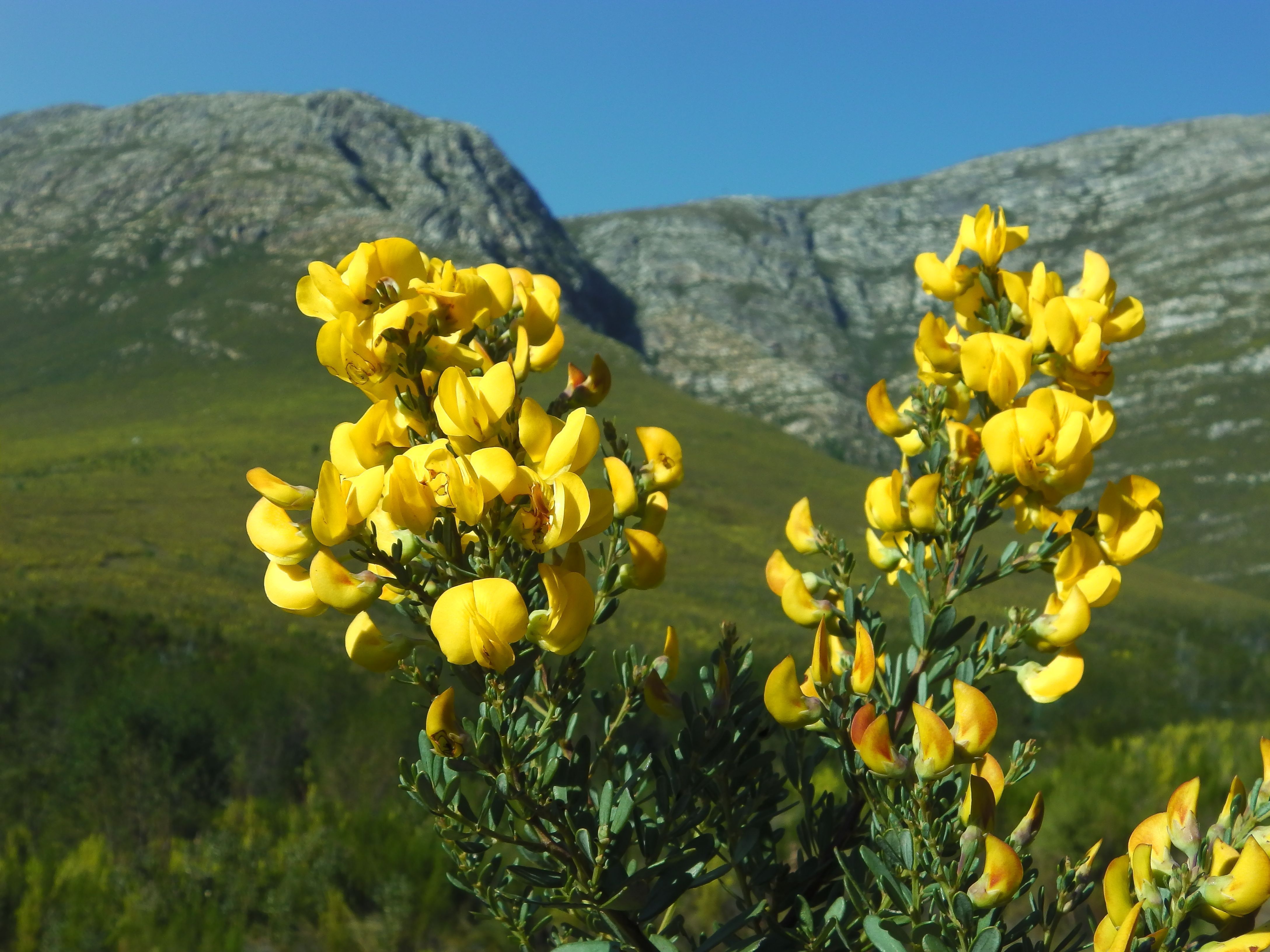 Photographie de Rooibos