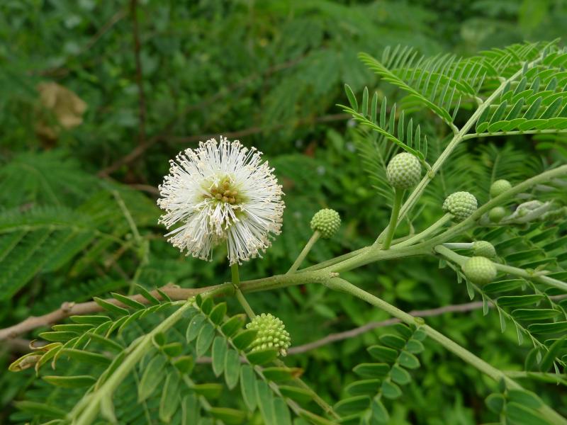 Photographie de Faux Mimosa