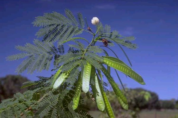 Photographie de Faux Mimosa