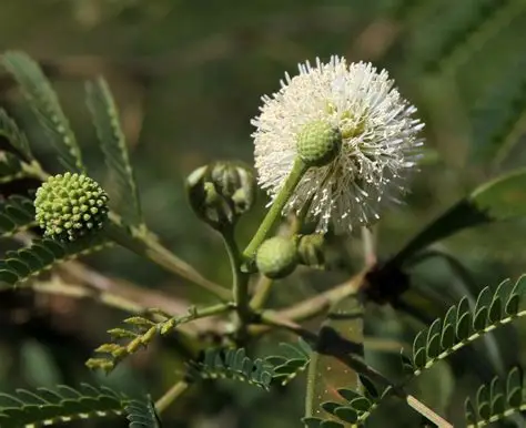 Photographie de Faux Mimosa