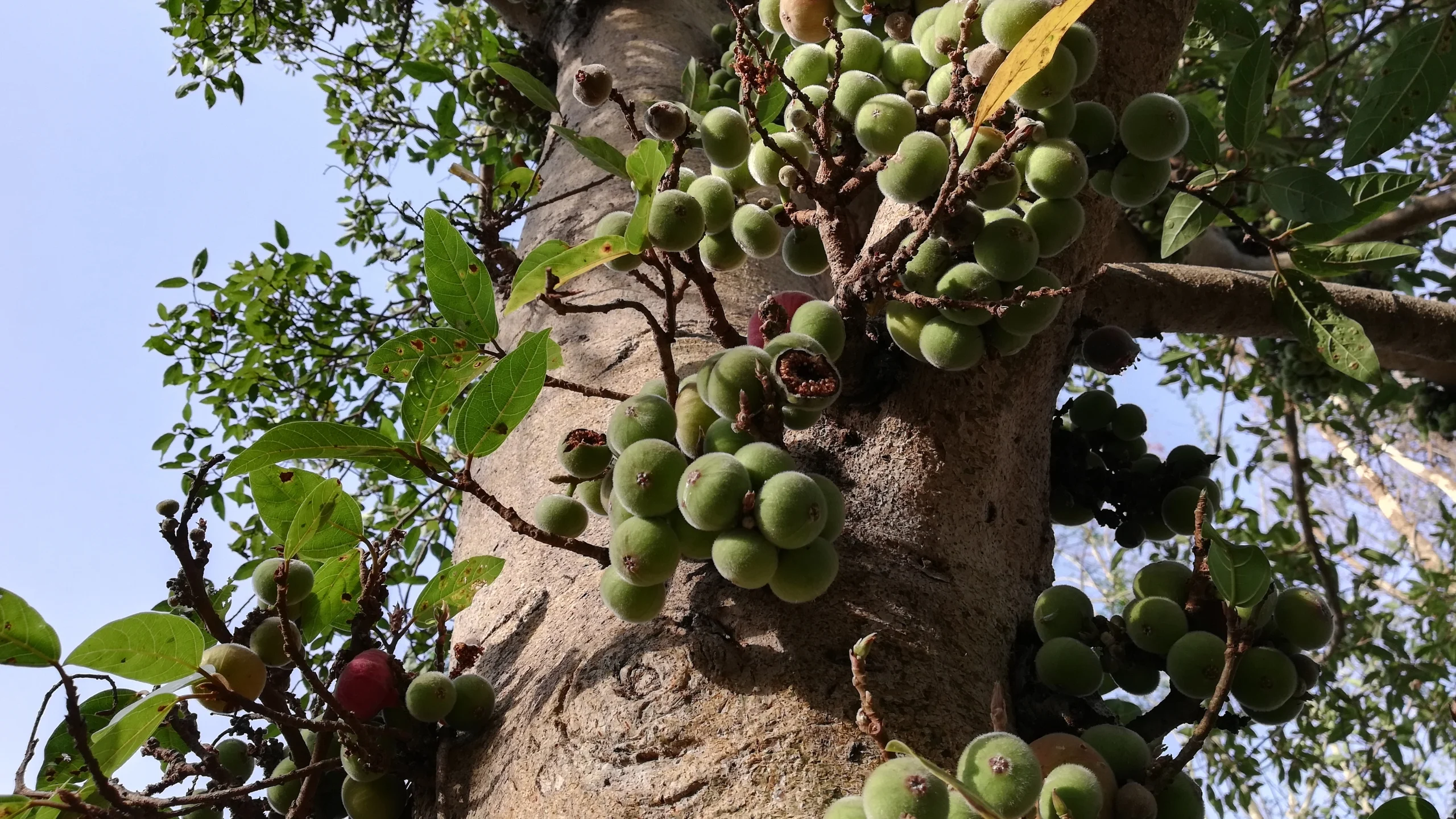 Photographie de Udumbara