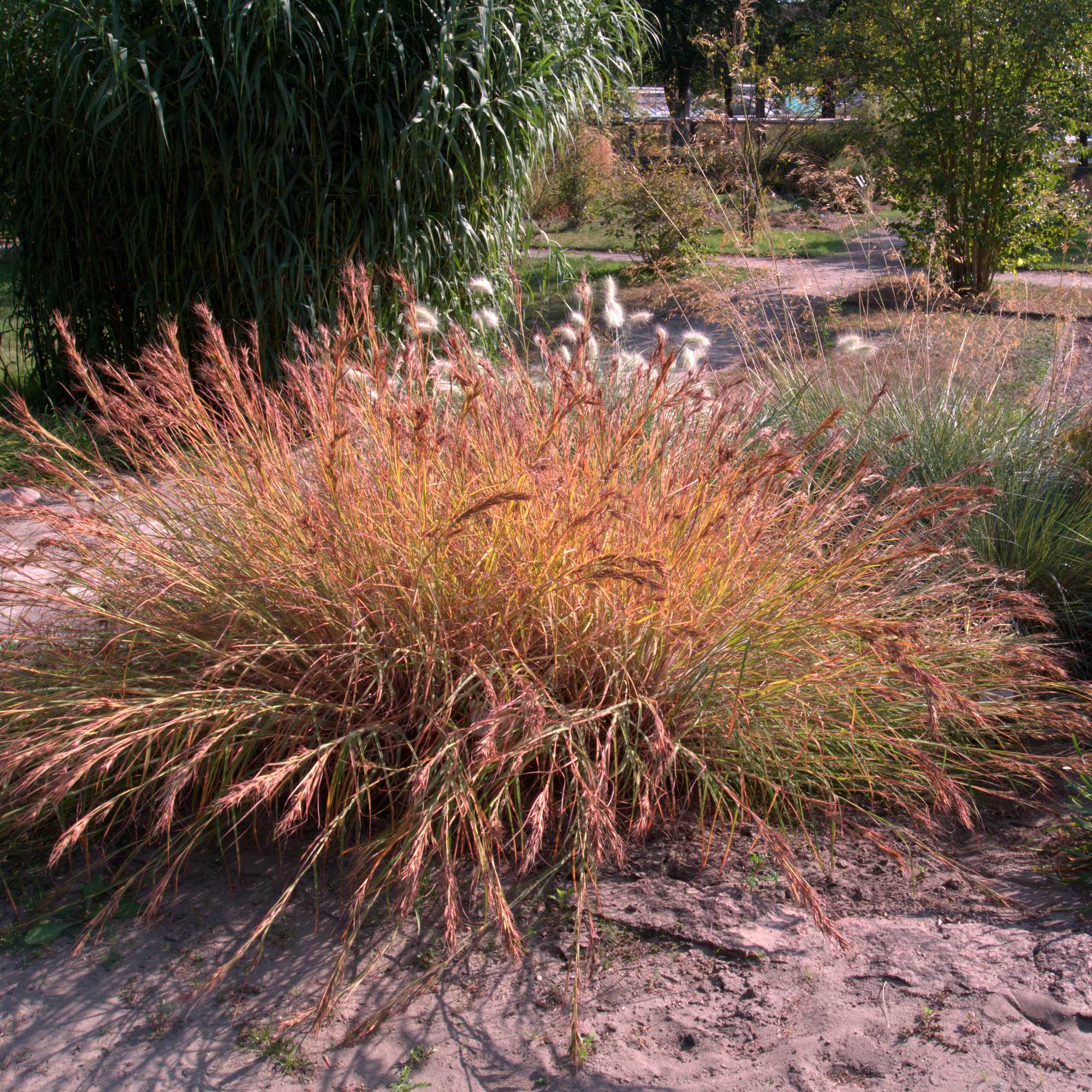Photographie de Herbe rouge