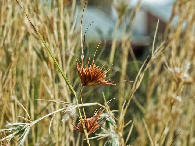 Photographie de Herbe rouge