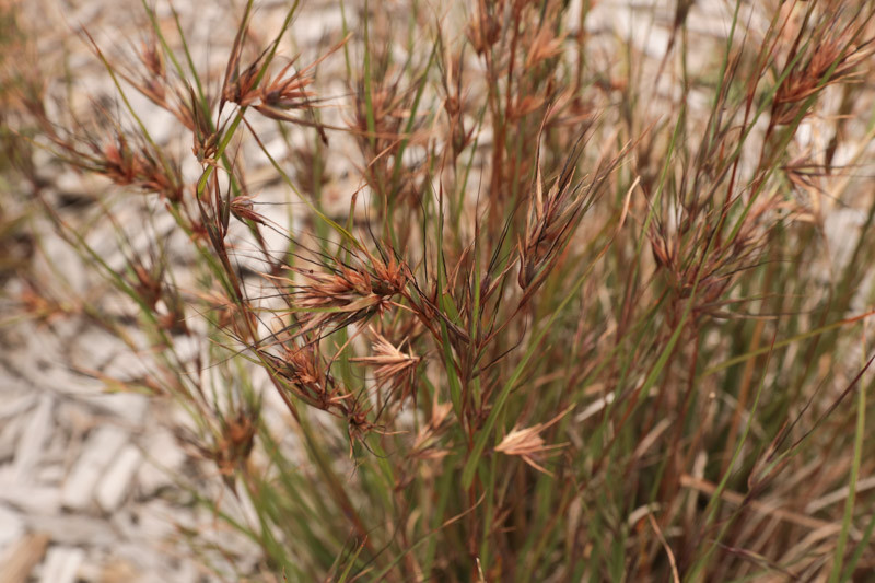 Photographie de Herbe rouge