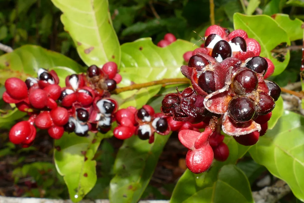 Photographie de Guarana