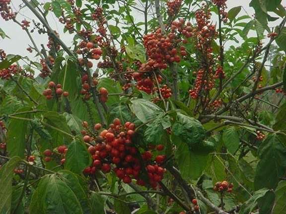 Photographie de Guarana