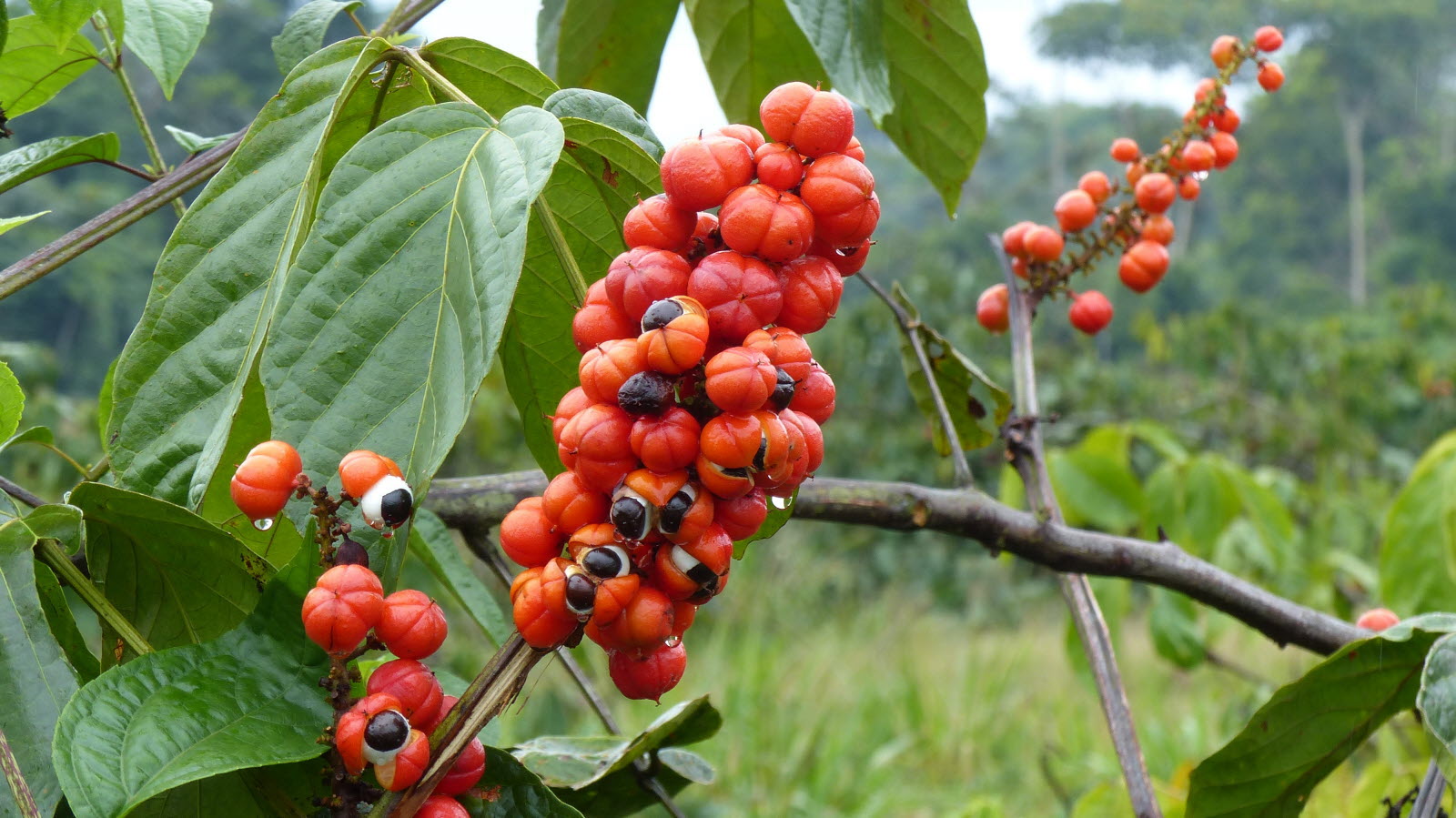 Photographie de Guarana