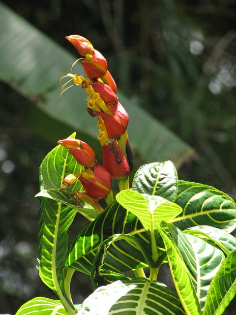 Photographie de Sanchezia