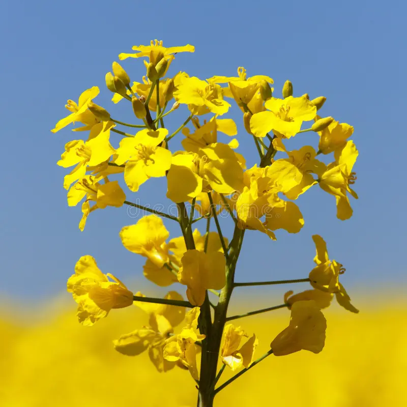Photographie de Colza
