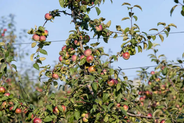 Photographie de Pommier