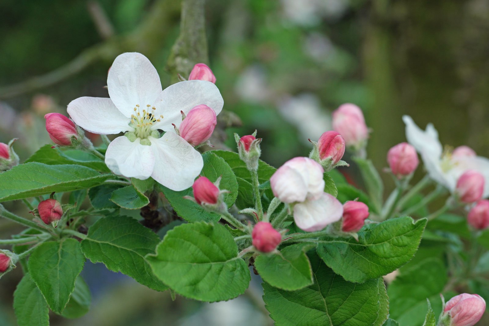 Photographie de Pommier