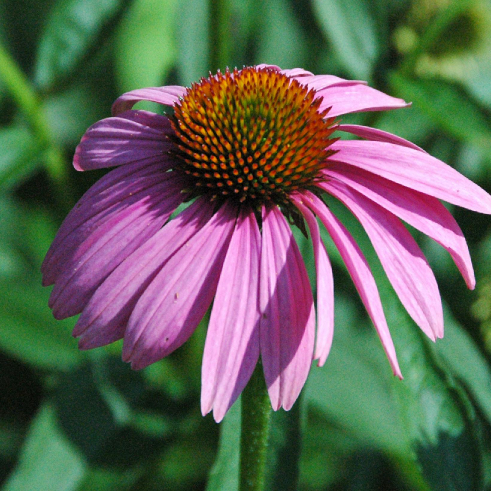Photographie de Echinacée