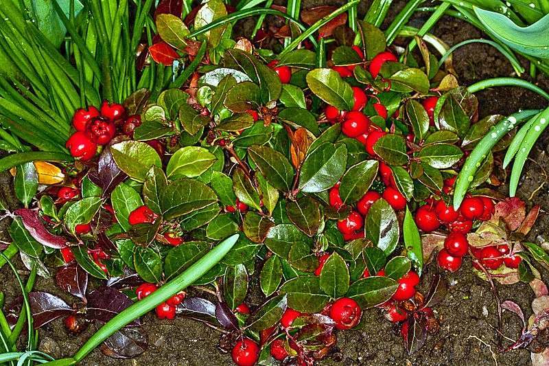 Photographie de Gaulthérie couchée
