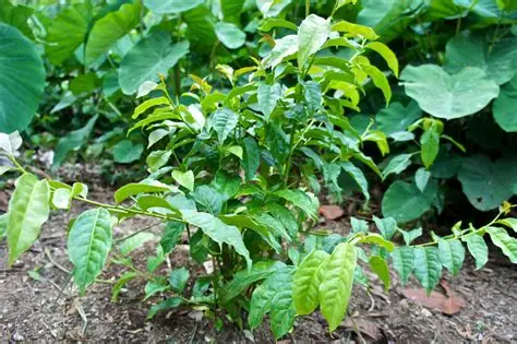 Photographie de Guayusa