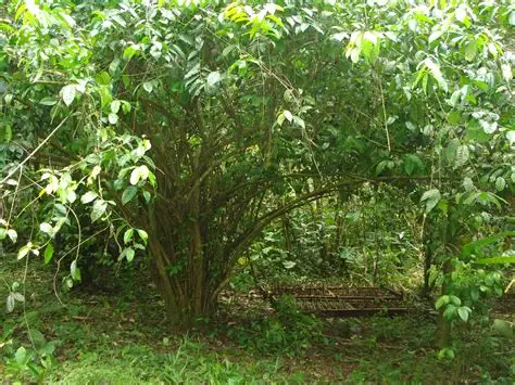 Photographie de Guayusa