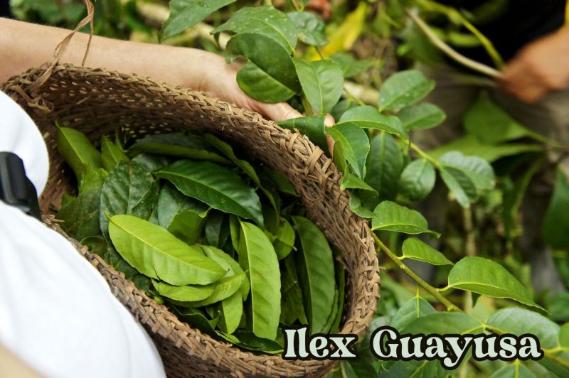 Photographie de Guayusa