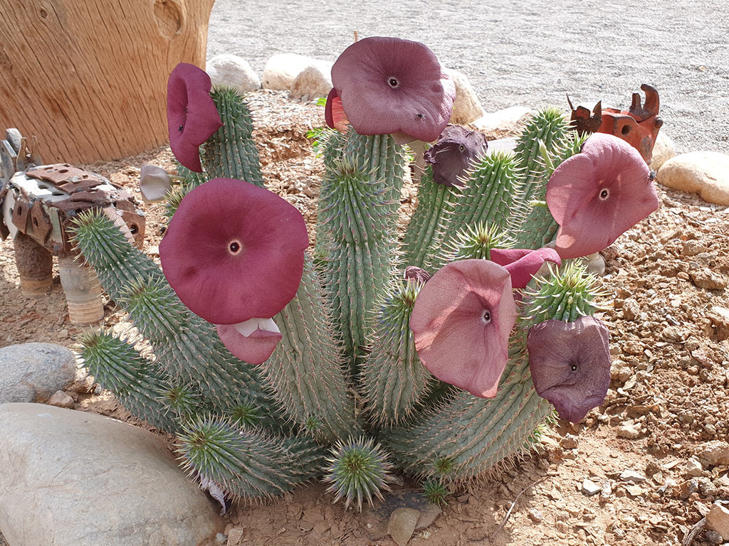 Photographie de Hoodia