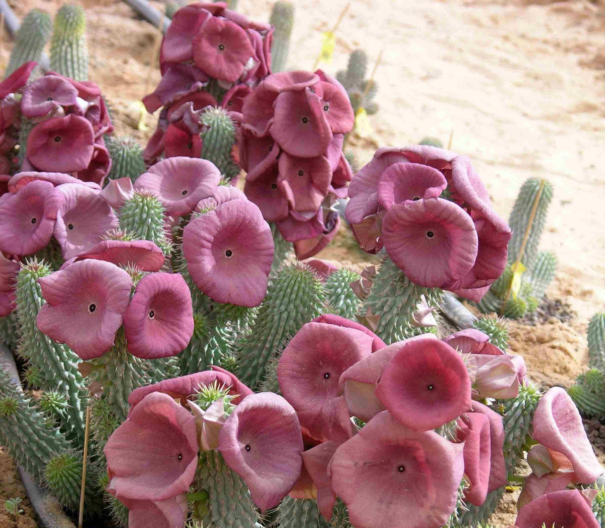 Photographie de Hoodia