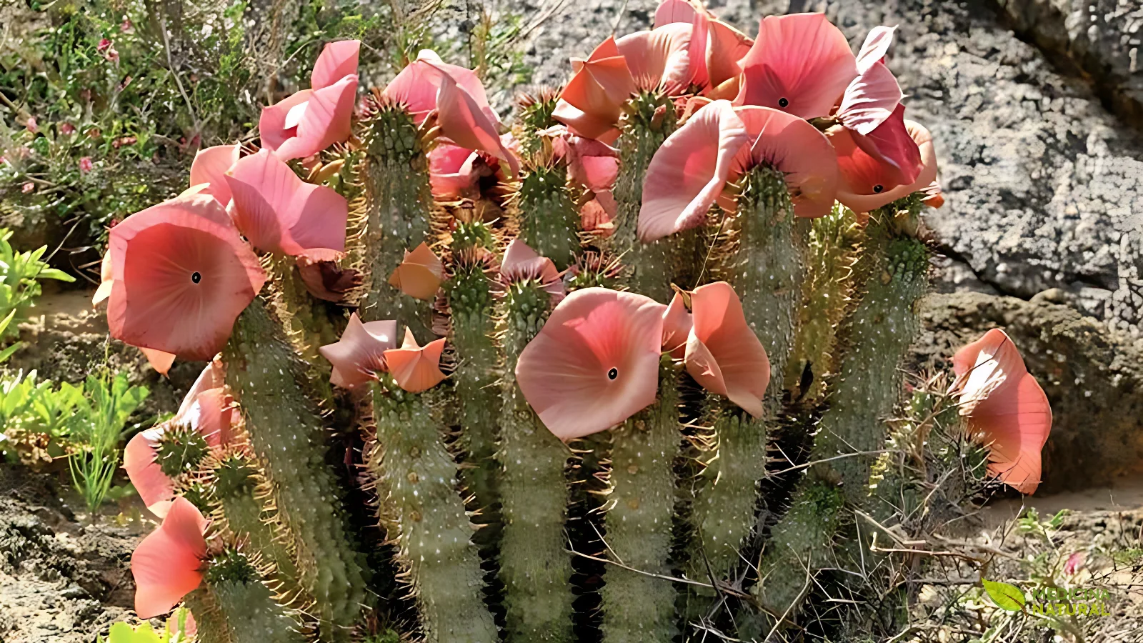 Photographie de Hoodia