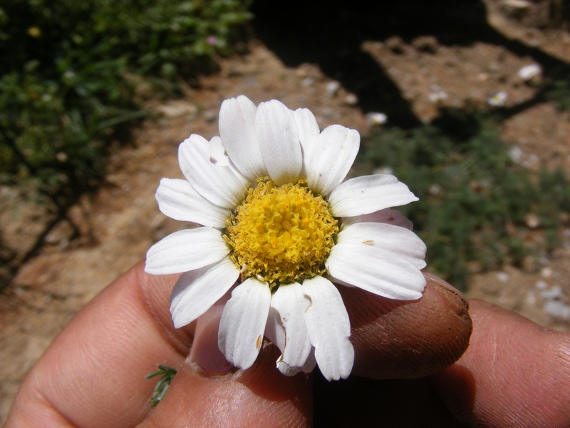 Photographie de Pyrèthre