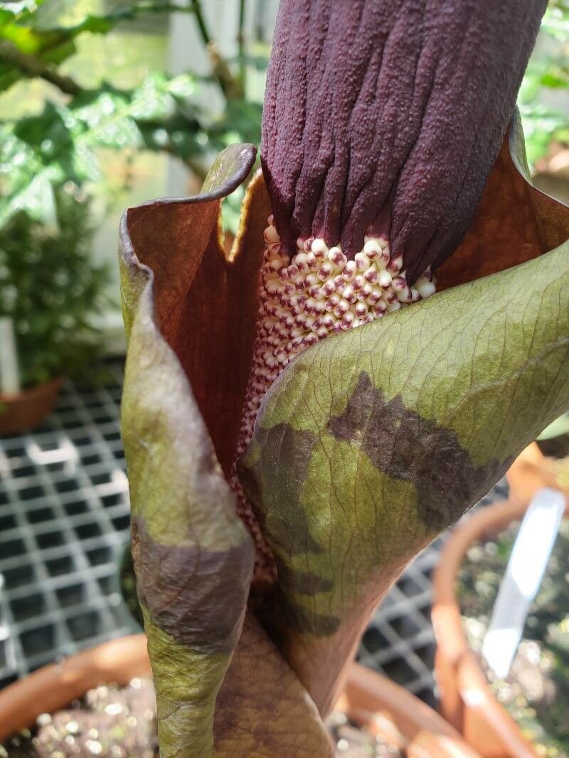 Photographie de Konjac