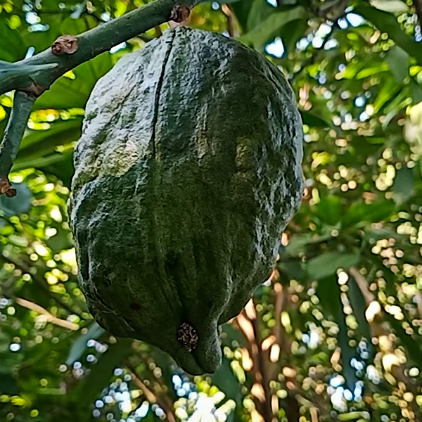 Photographie de Noix de kola