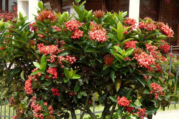 Photographie de Hortensia du Japon