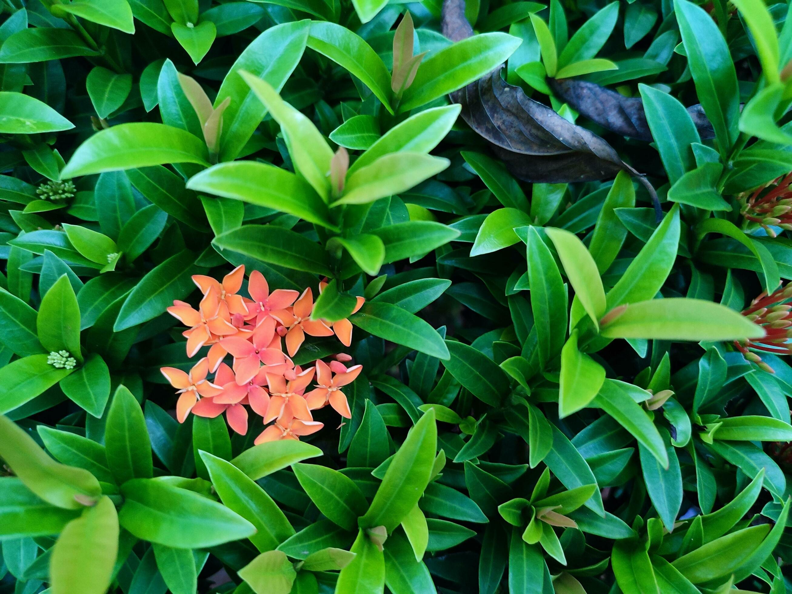 Photographie de Hortensia du Japon