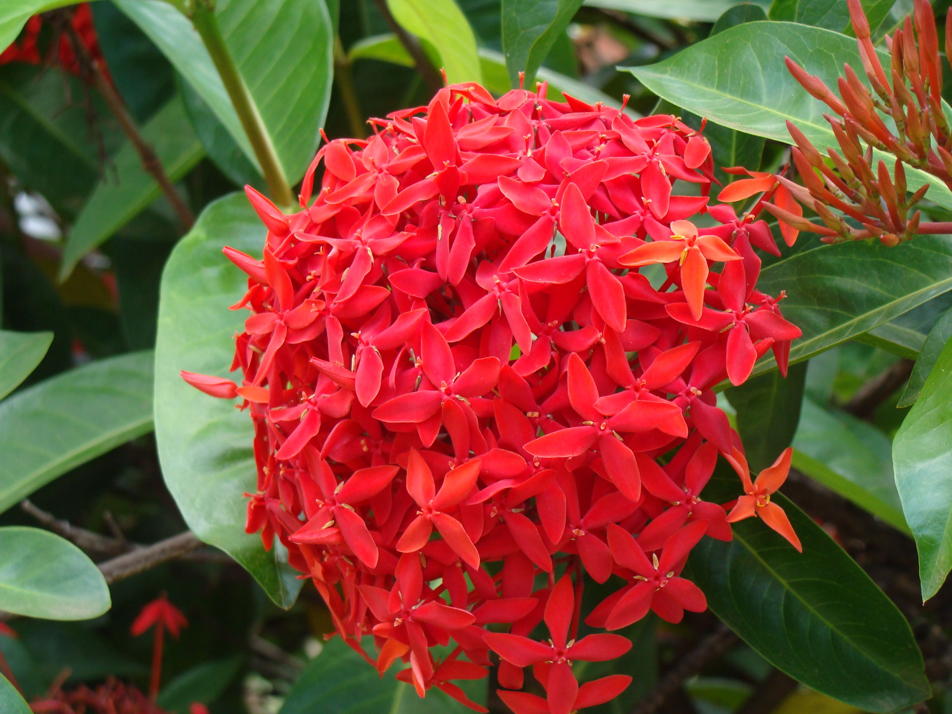 Photographie de Hortensia du Japon