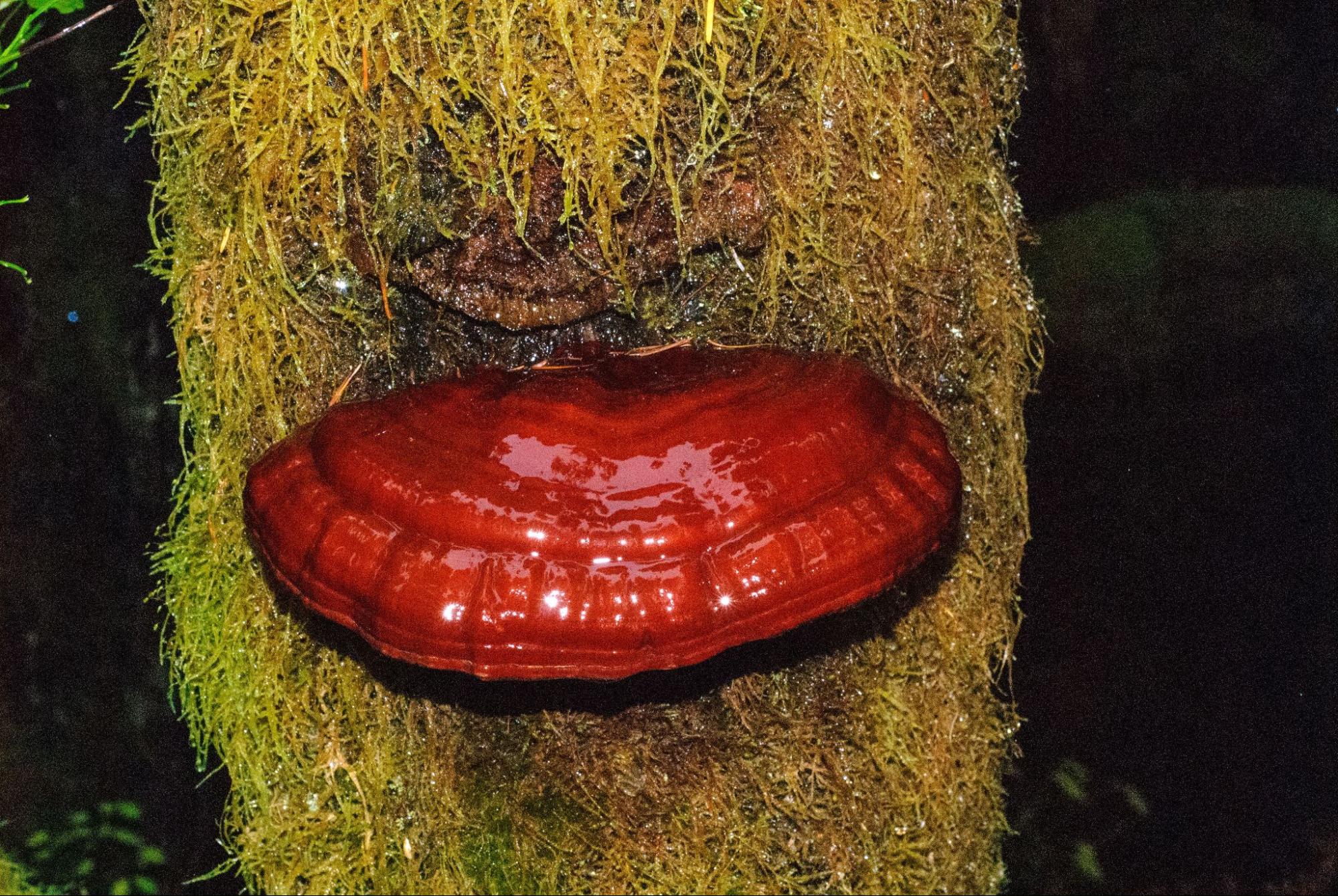Photographie de Reishi
