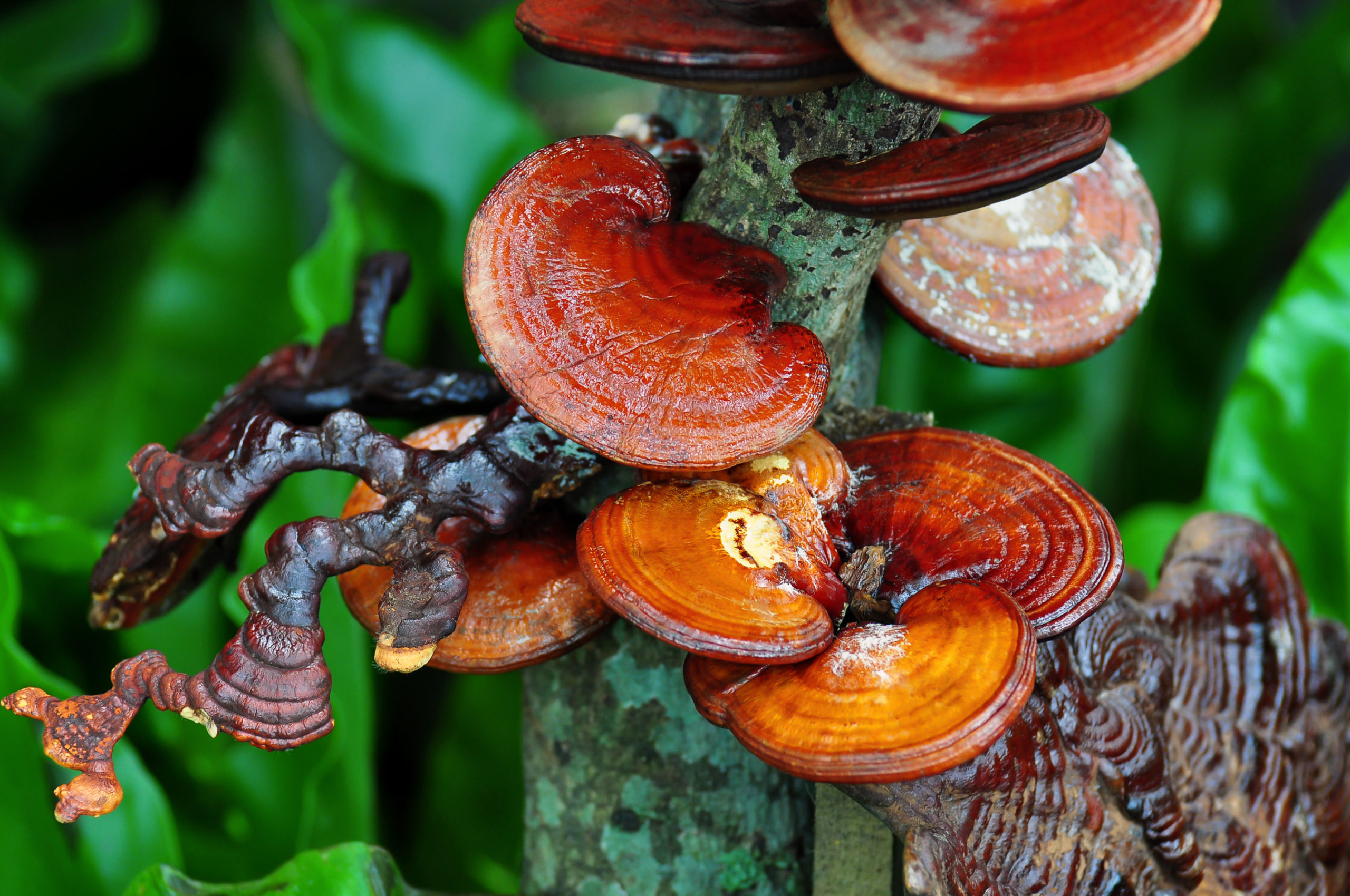 Photographie de Reishi