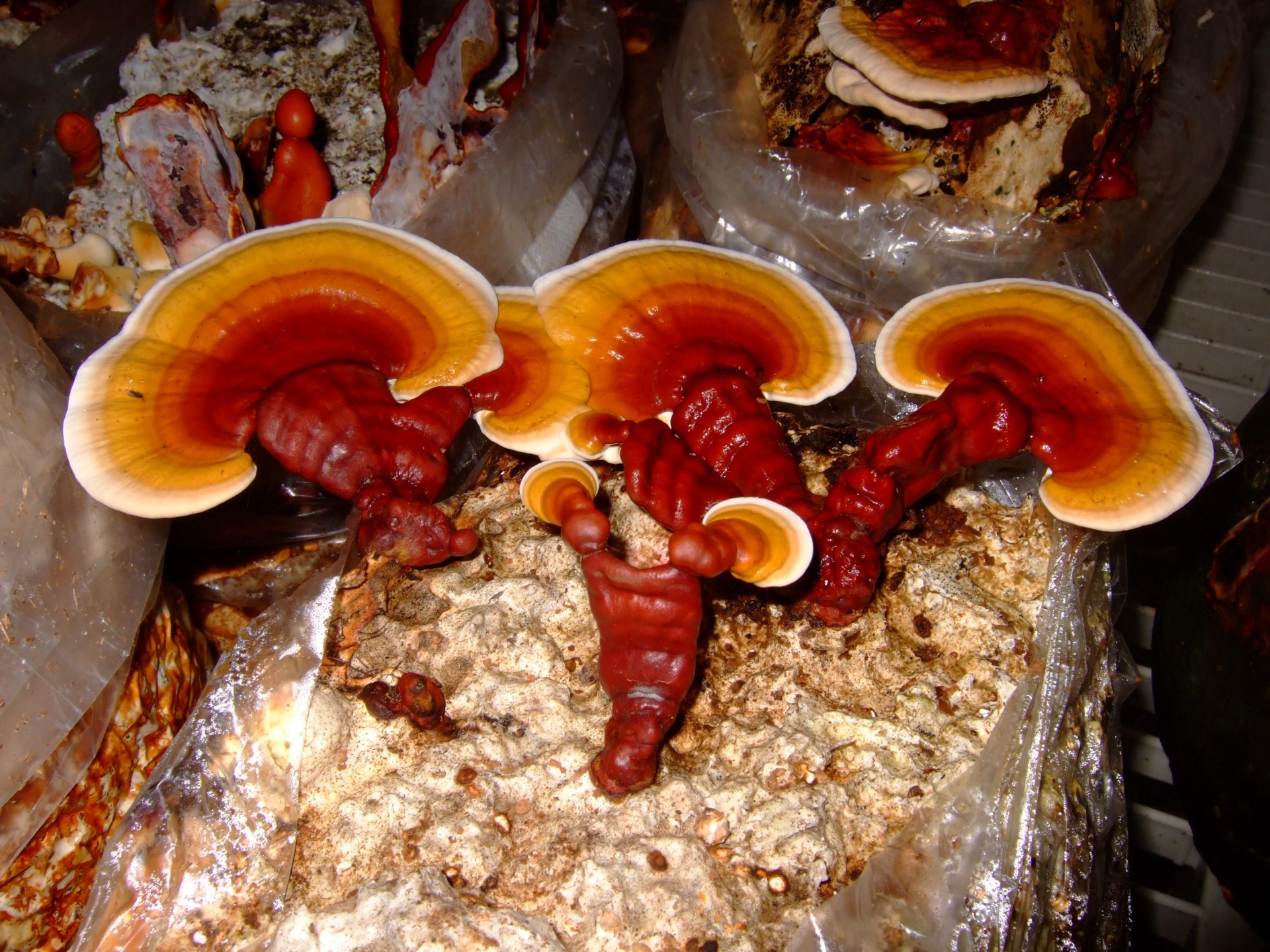 Photographie de Reishi